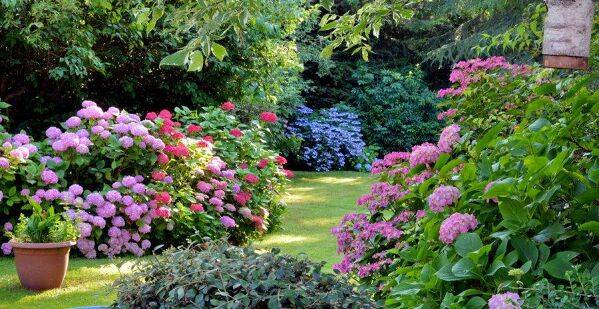 Comment planter des hortensias dans son jardin ?