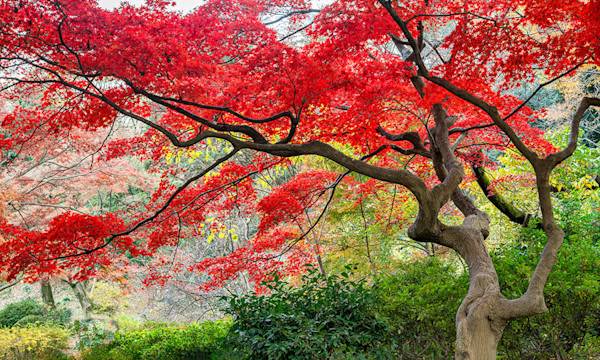 Les 8 plus beaux arbres à planter pour le jardin