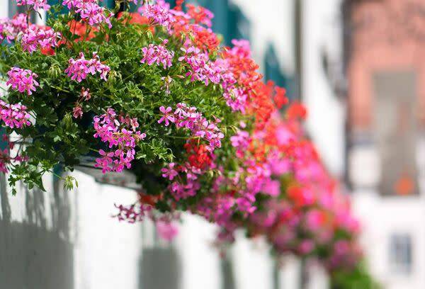 Planter des géraniums de balcon
