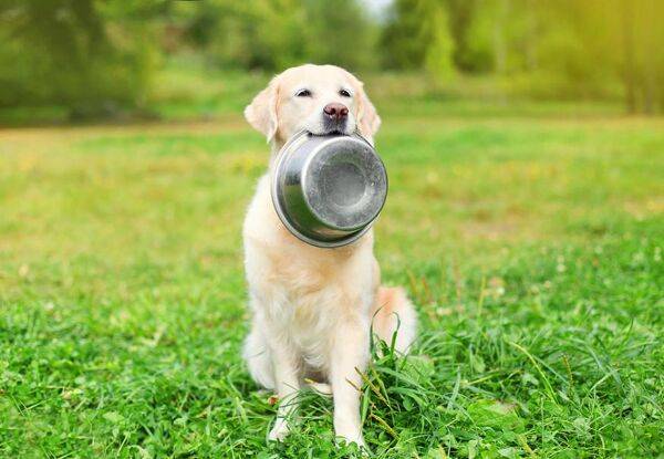Choisir une alimentation adaptée à son chien
