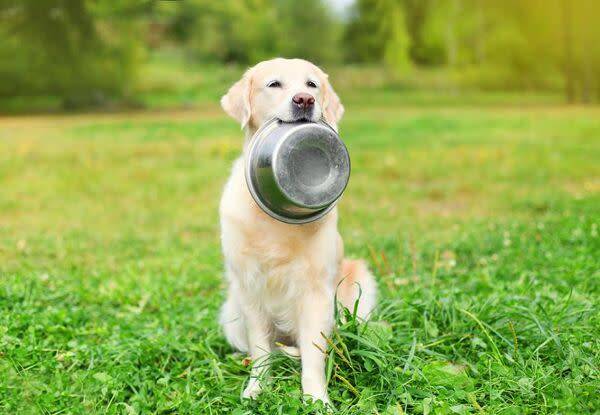 Choisir une alimentation adaptée à son chien