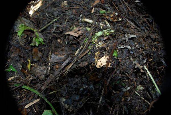 Le compost améliore la structure du sol