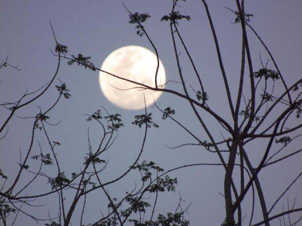 Comment jardiner avec la lune ?