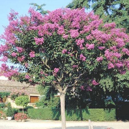 Planter le Lagerstroemia