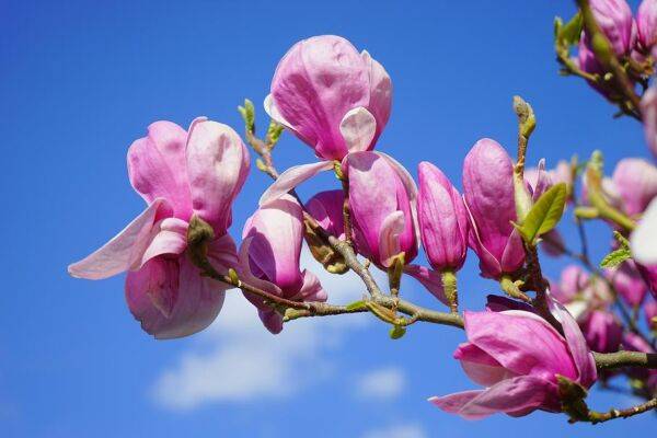 Magnolia en fleurs