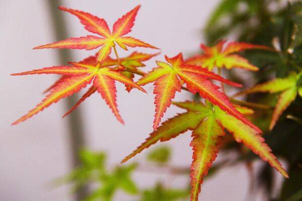 Planter un érable du Japon en pot