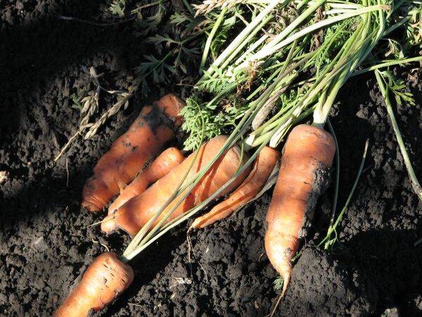 Secret de conservation 3 : les carottes