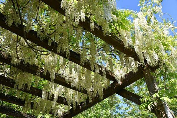 Plantes grimpantes pour pergola ou tonnelle