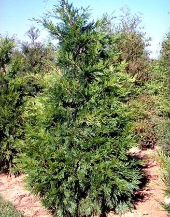Planter le cyprès