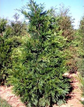 Planter le cyprès