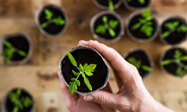 Comment bien réussir ses semis de tomates ?