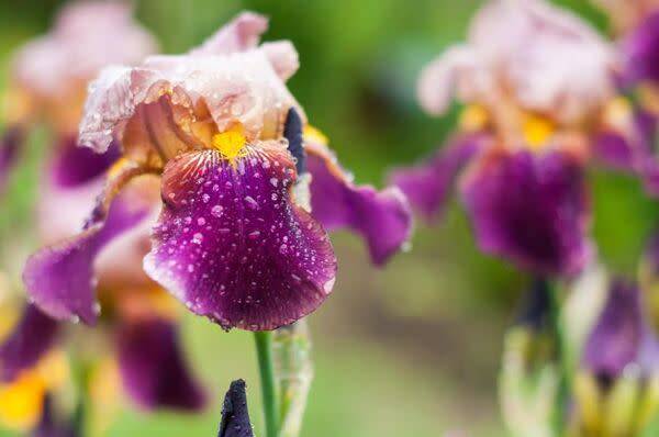 Iris