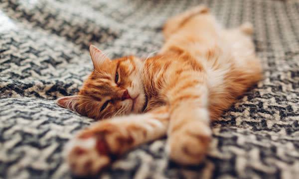 Canicule : Comment aider son chat ?