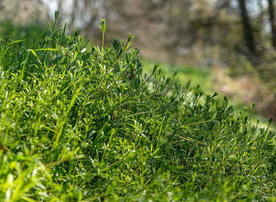 Herbe d'oie, Gaillet gratteron