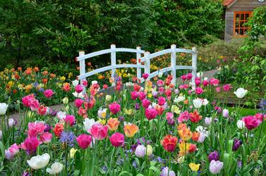 Les tulipes se déclinent en de nombreuses variétés