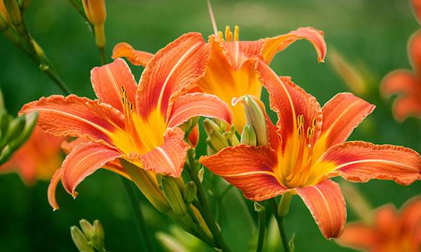 Hémérocalle : plantation, floraison et entretien