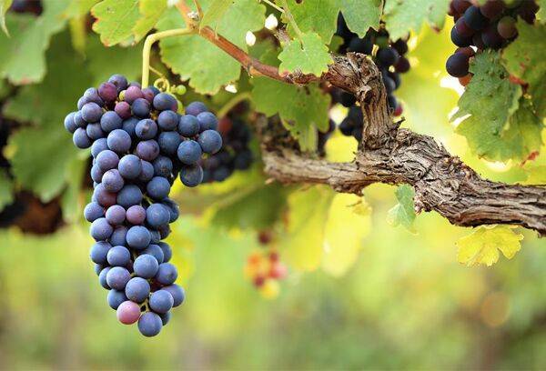 Entretien et taille de la vigne