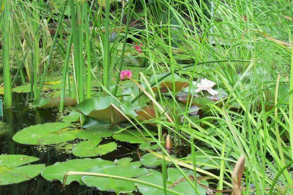 Plantes aquatiques (lotus, nénuphars...) et bassins