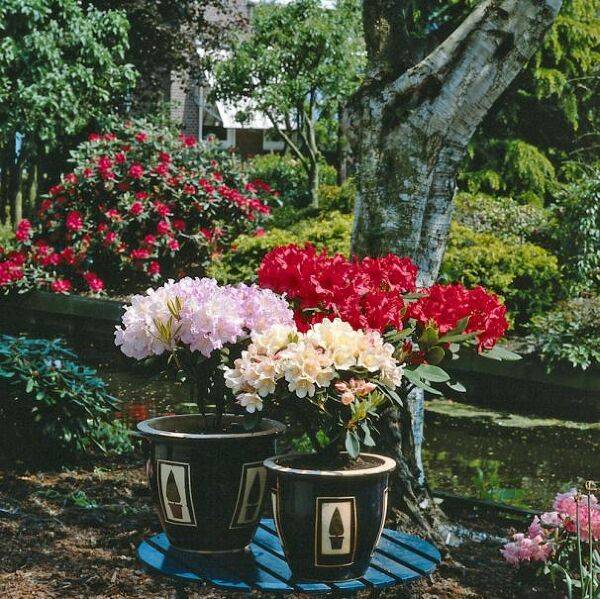 Plantez azalées et rhododendrons en bacs