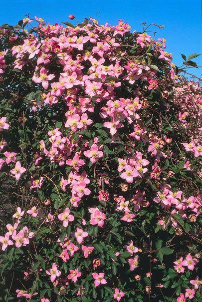 15 plantes robustes pour massif