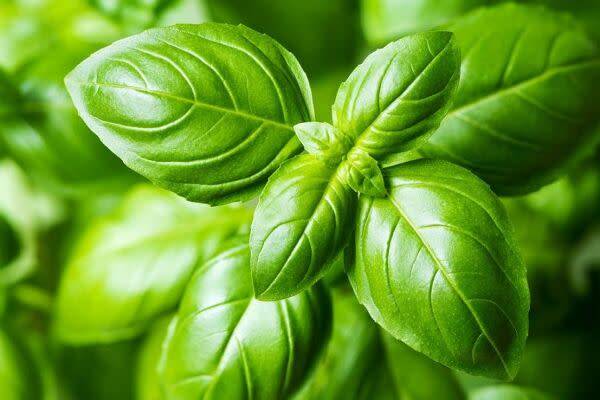Semer le basilic