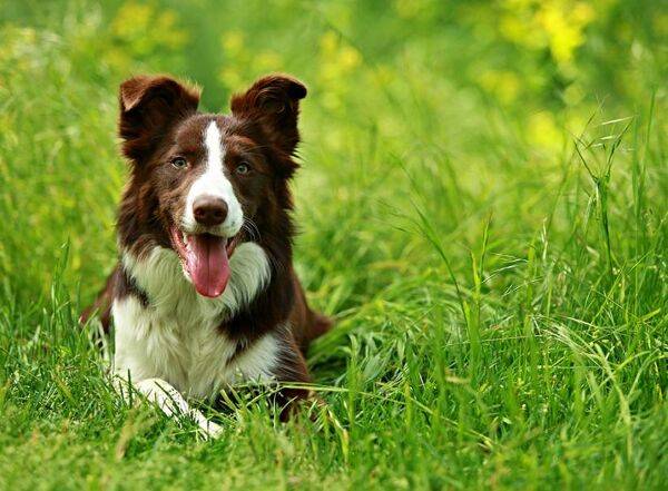 Les troubles digestifs chez le chien