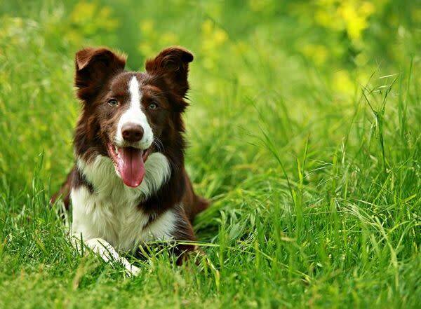 Les troubles digestifs chez le chien