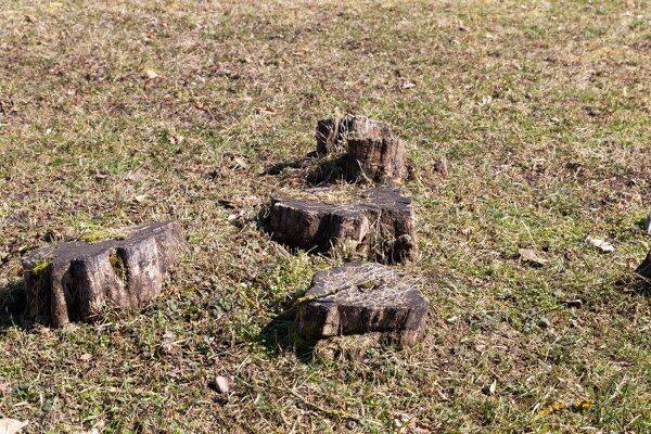 Les racines et souches d'arbustes sont plutôt gênantes dans un jardin