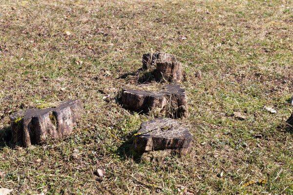 Les racines et souches d'arbustes sont plutôt gênantes dans un jardin