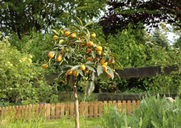 La taille du kumquat