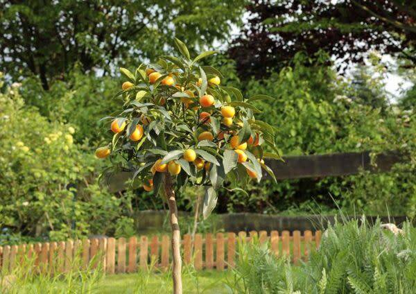 La taille du kumquat