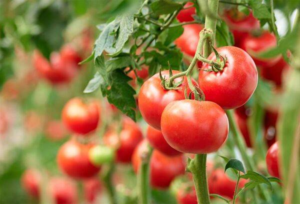 Tomate