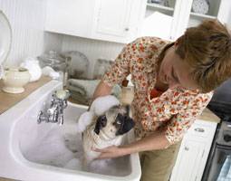 Prenez soin de l'hygiène de votre chien, dès son plus jeune âge