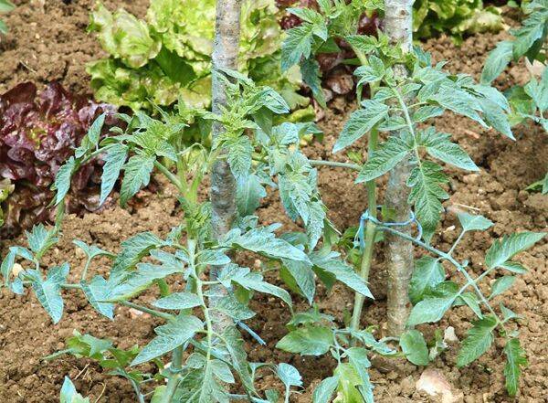 Peut-on traiter les légumes à la bouillie bordelaise ?