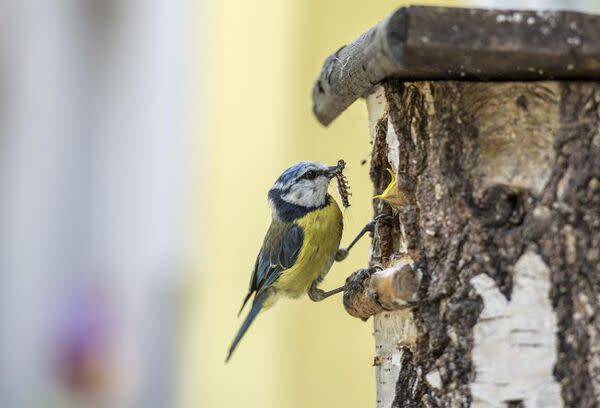 Une maison pour les oiseaux