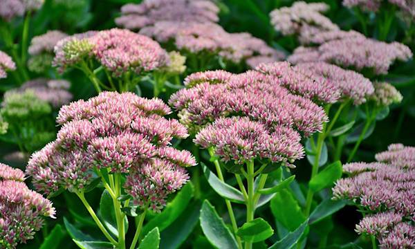 sedum