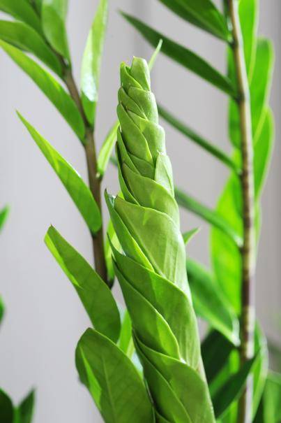 zamioculcas