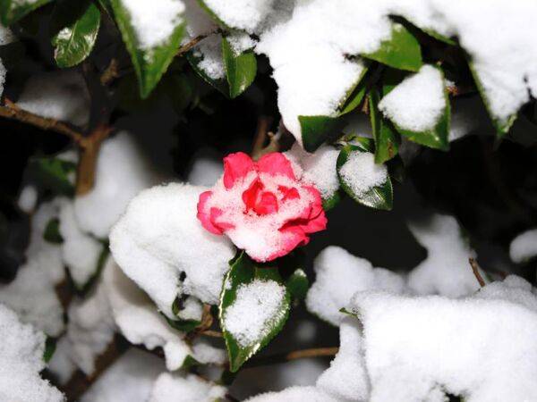 Les camélias ont-ils une bonne résistance au froid ?