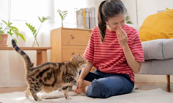 Les chats "anti-allergiques"