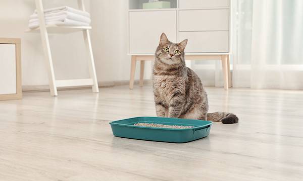 Les bons équipements pour la litière du chat