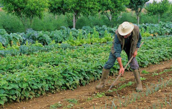 Quels paillis utiliser au potager ?