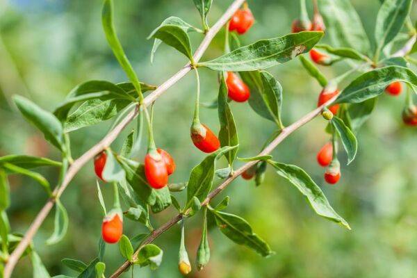 Planter le goji