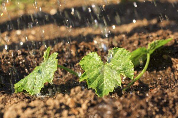 Arrosage courgette