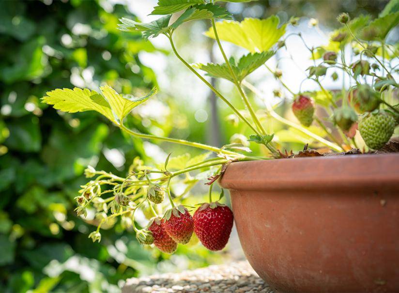 Planter des fraisiers en pot - Gamm vert