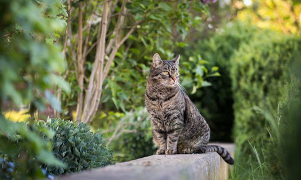 Comment avoir un jardin sûr et adapté pour mon chat