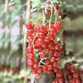 Ribes rubrum 'London Market'