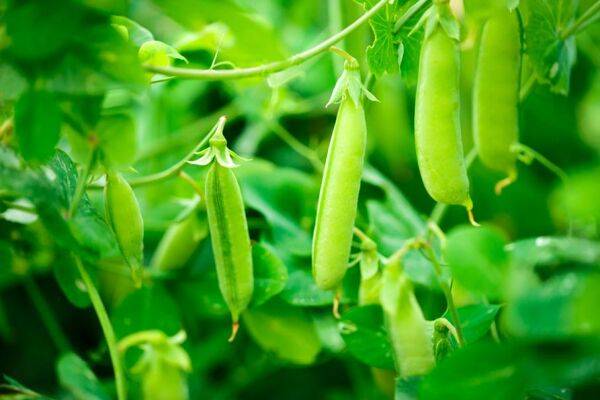 Entretien des petits pois