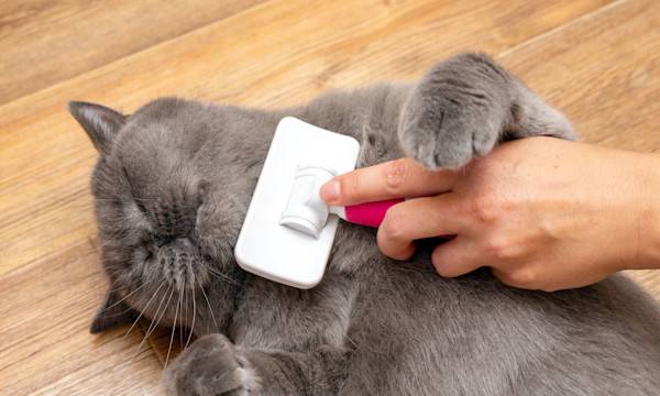 Quelle brosse choisir pour mon chat ?