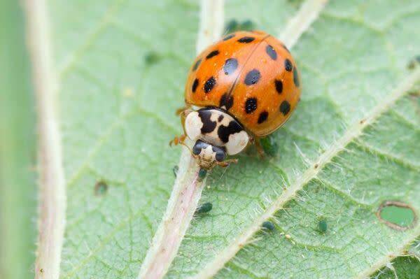 Qui est la coccinelle jaune asiatique ? ©David Daniel - stock.adobe.com