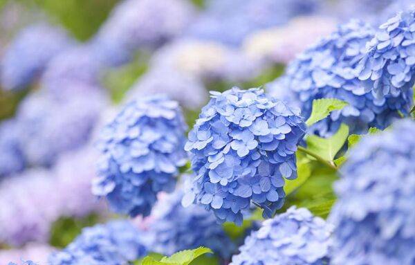 hortensia